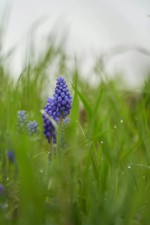 a small purple flower in the grass