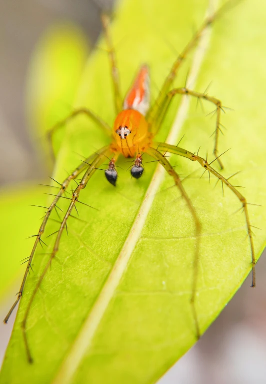 a small orange spider crawling on top of a green leaf