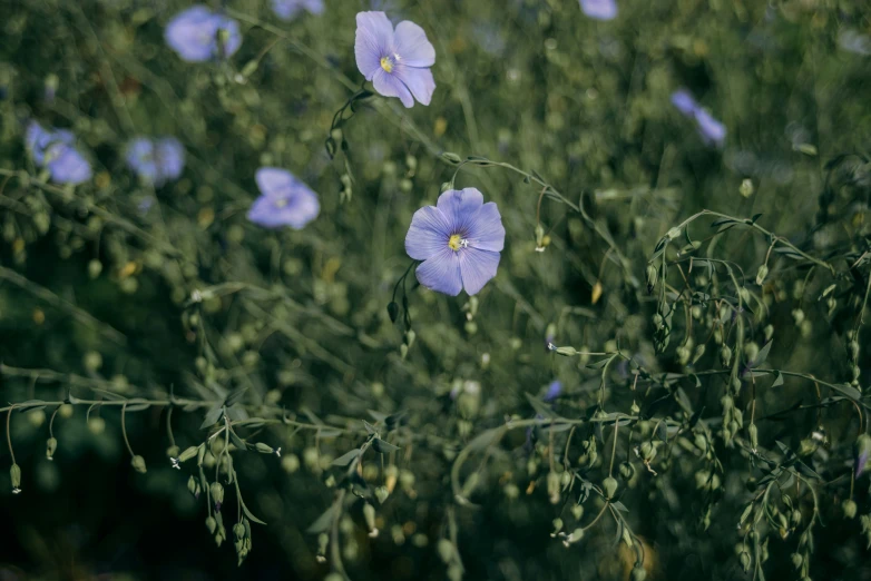 some blue flowers are near some long thin green nches