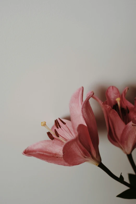 three pink flowers are in a clear vase