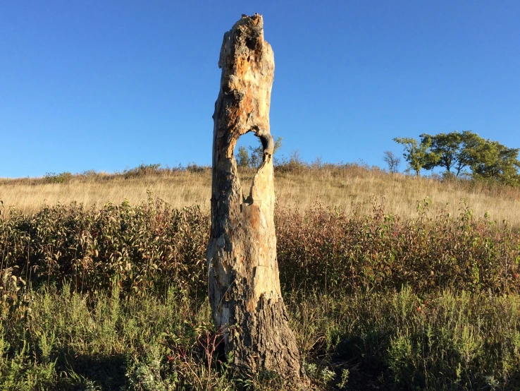 a very large tree stump in the middle of a grassy field