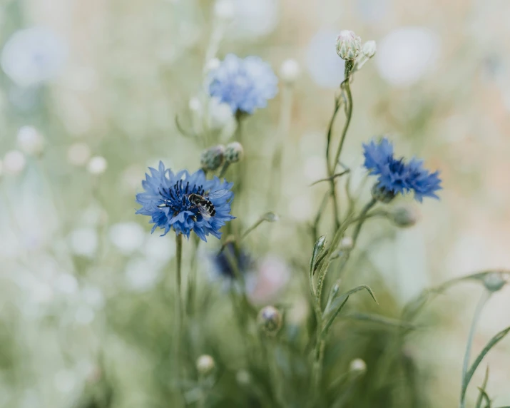 blue flowers that are blooming on a sunny day