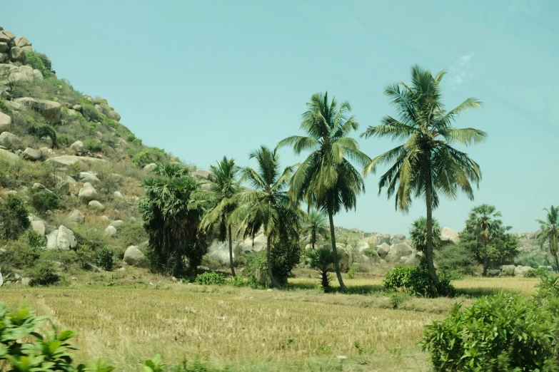 a field with several palm trees and rocks on top of it