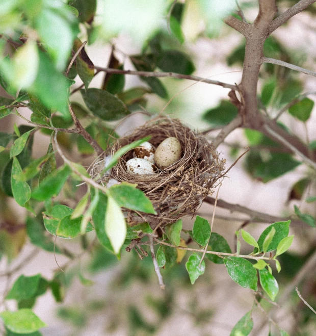 a bird has its nest filled with eggs