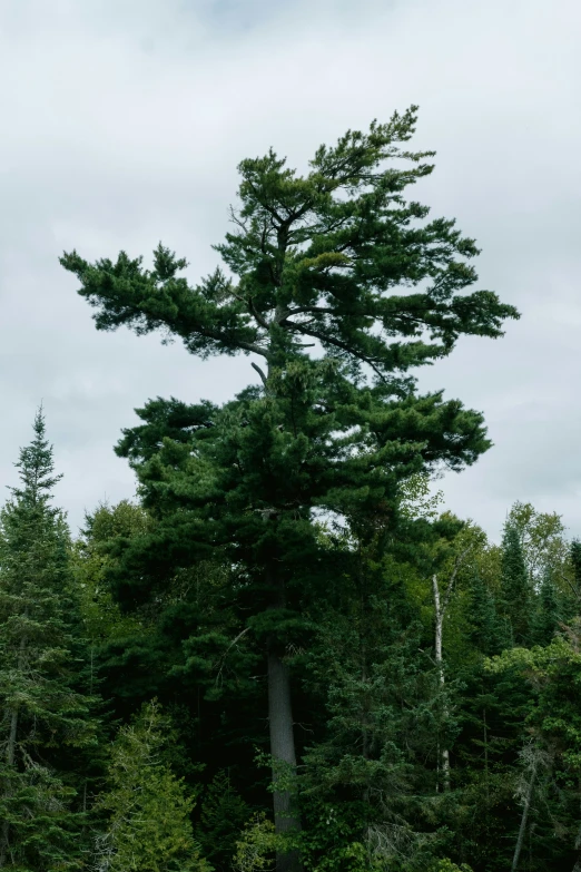 a po of a large tree in the middle of the woods