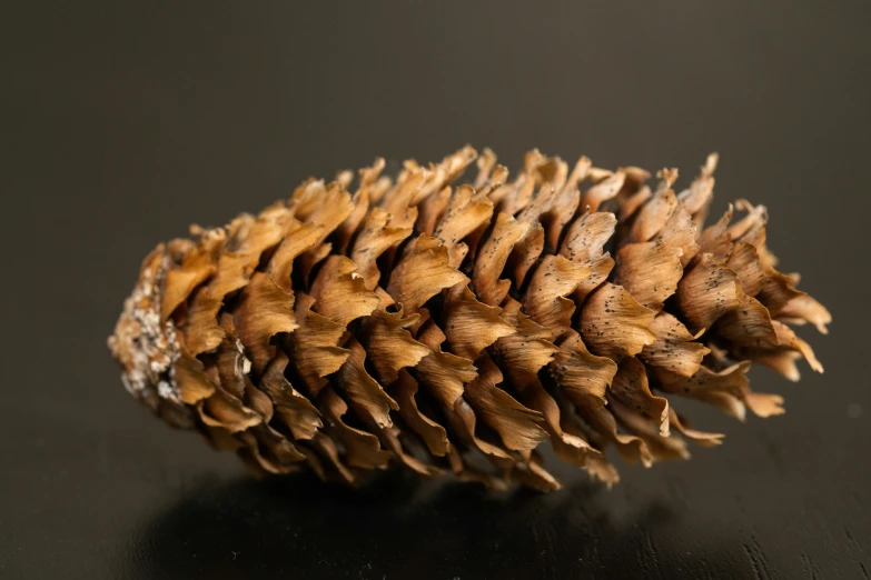 a single pine cone sitting on a black table