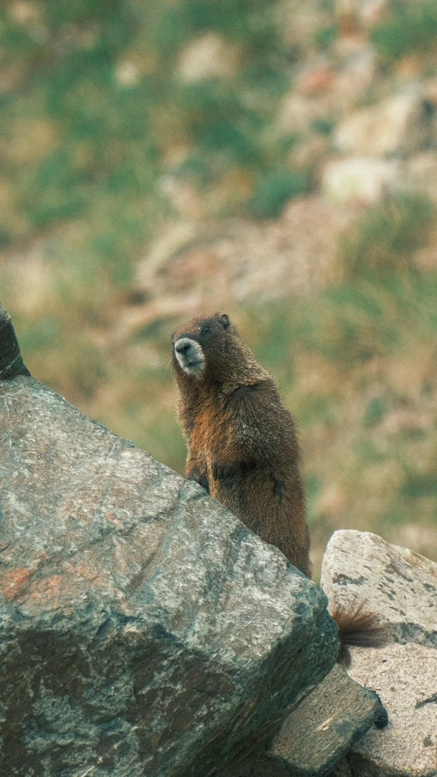 a brown bear looking out from a rock