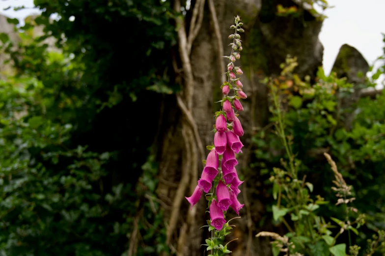 flower growing along the side of a stone wall