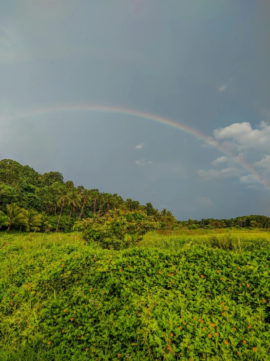 rainbow over field and trees with grass on the ground