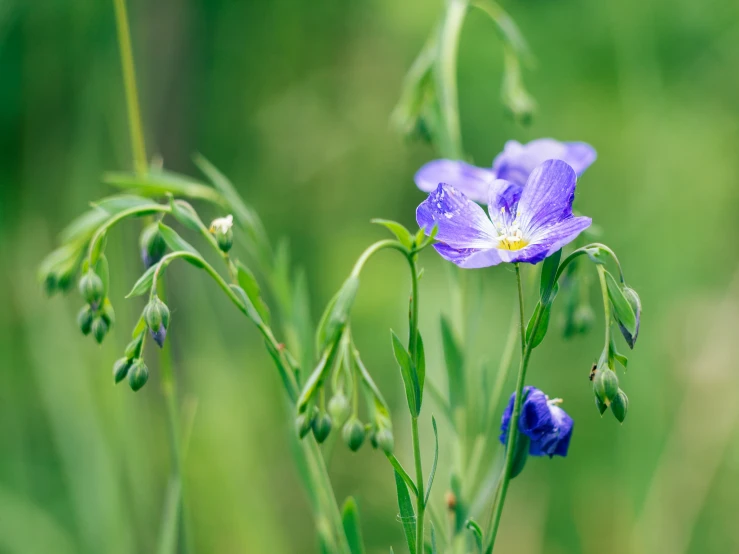 a blue flower in the middle of some grass