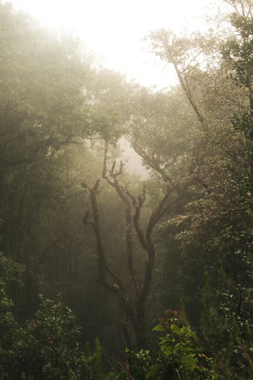 a tree nch and some fog in the woods