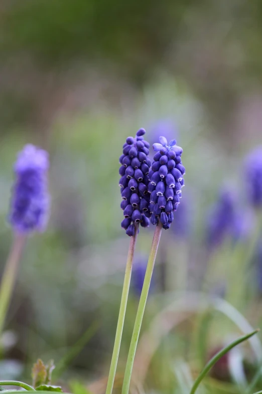 this blue flower has tiny clusters of small flowers