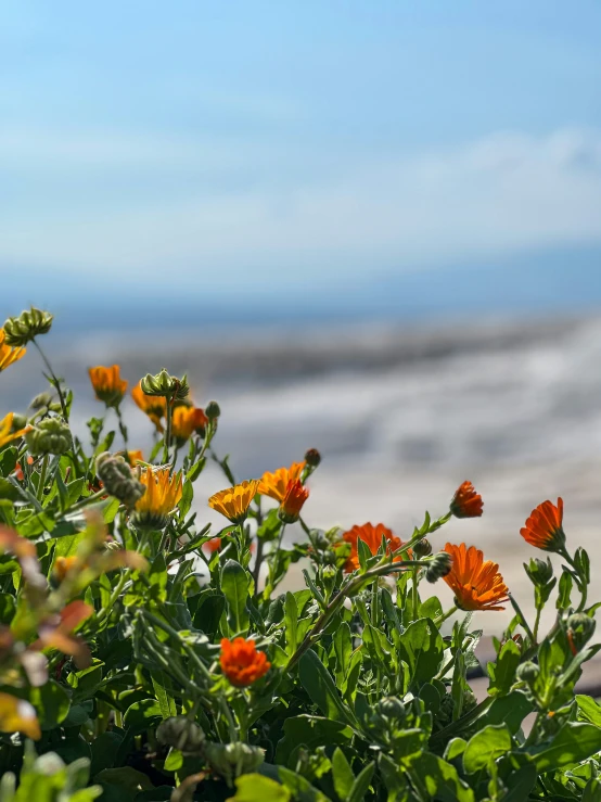 a couple orange flowers that are by some water