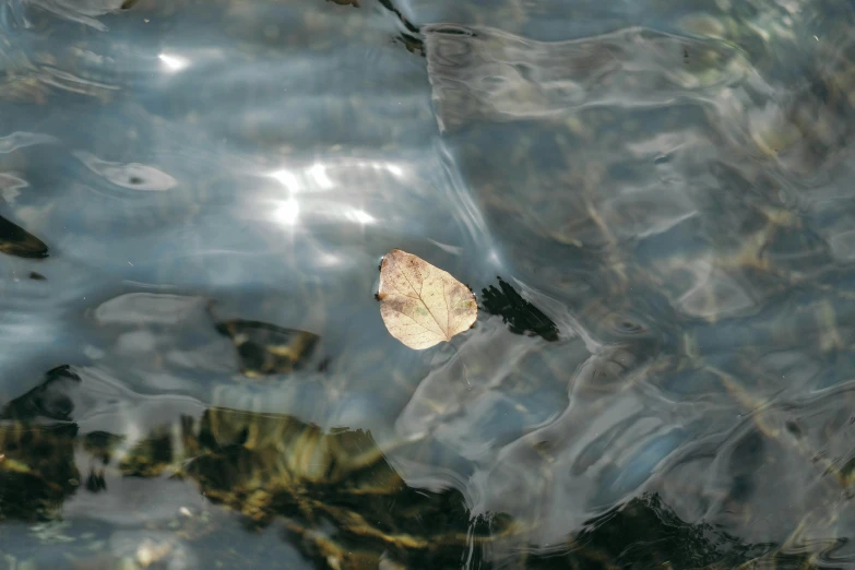 an orange leaf floating in a body of water