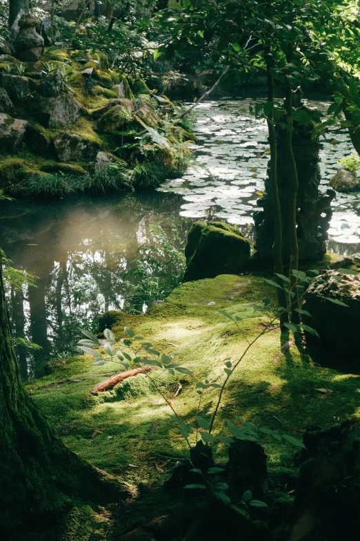 a river is shown surrounded by forest and rocks