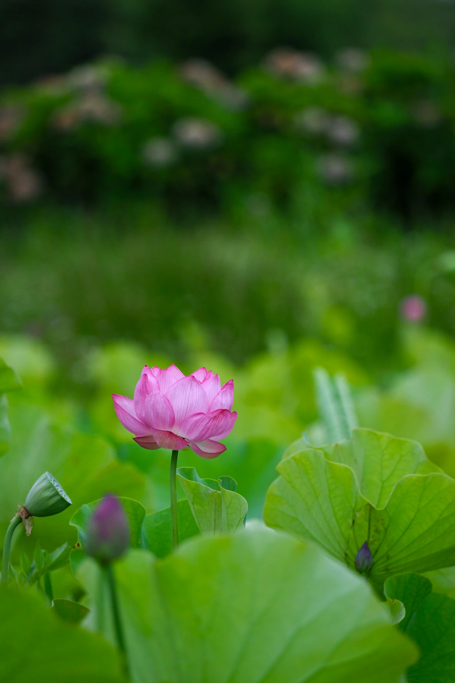 some pink flowers are growing in the middle of green leaves