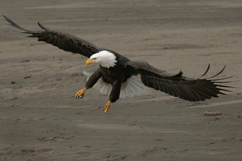 an eagle swooping in for landing on the ground