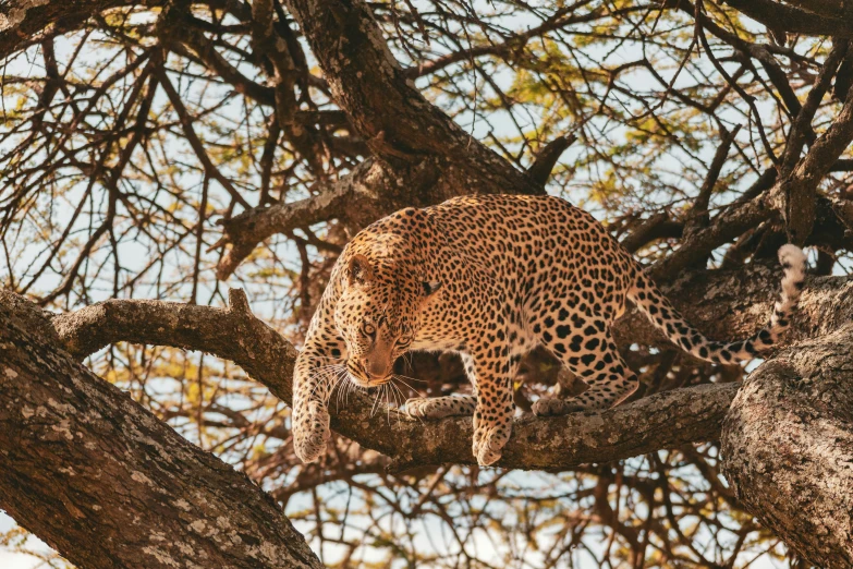 a leopard is climbing up a nch and trying to get up on it