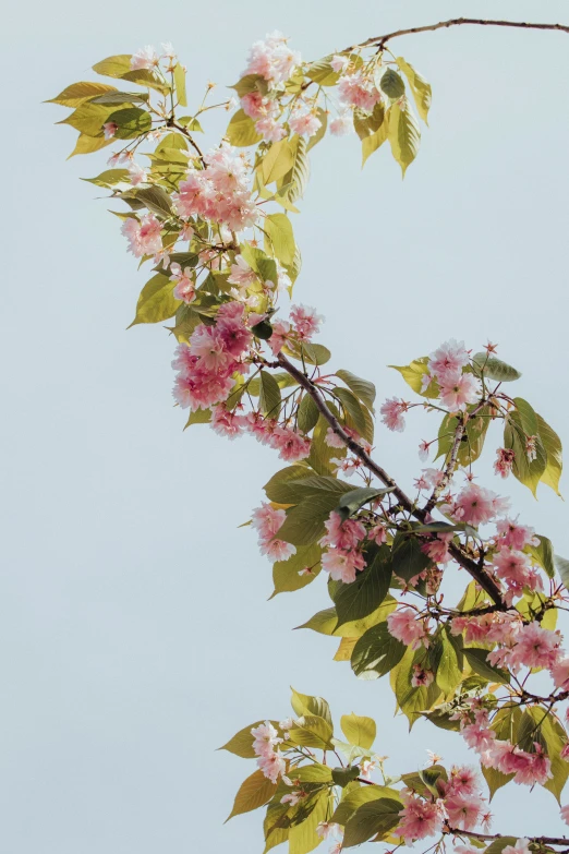 a tree with many pink flowers and green leaves