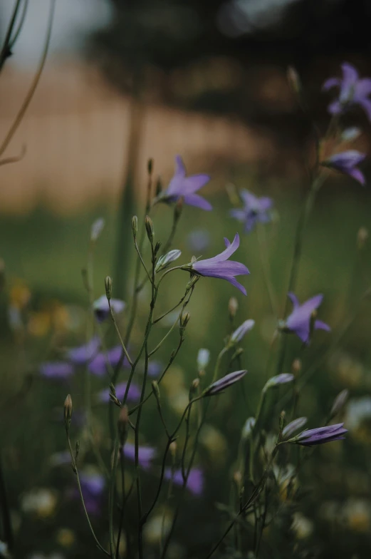 a field with blue flowers in the foreground