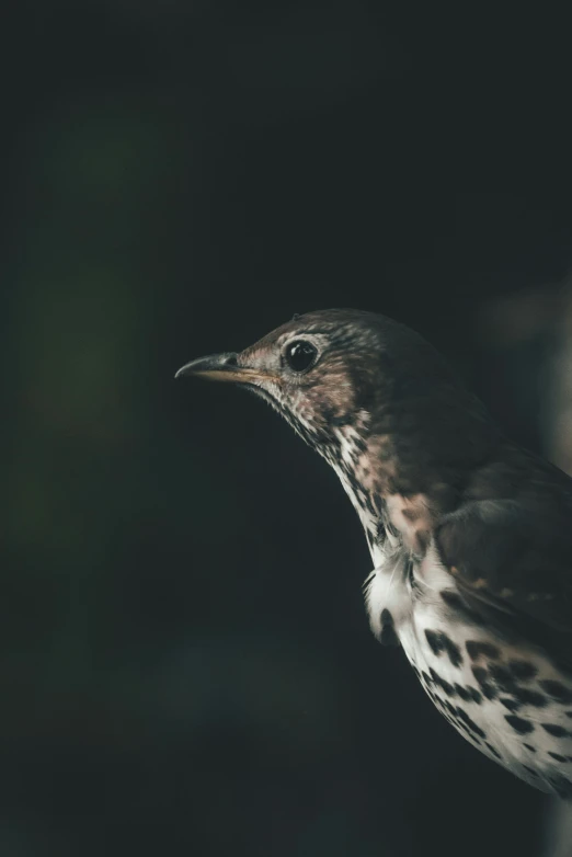 a close up view of a bird sitting on a pole