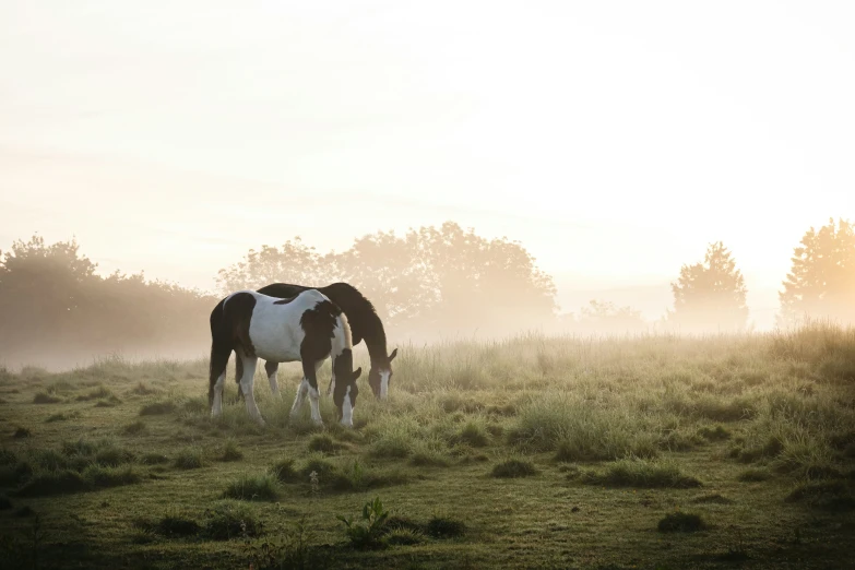 a horse grazing in the grass on a foggy day