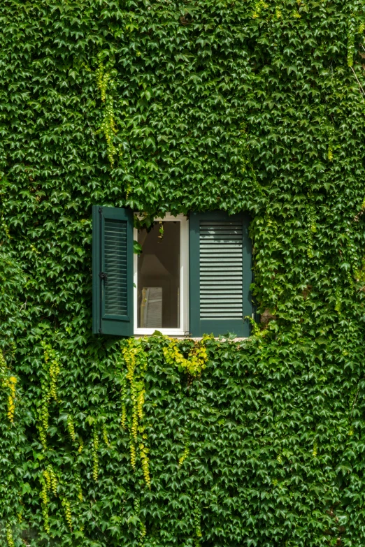 green ivy covering the wall of a house