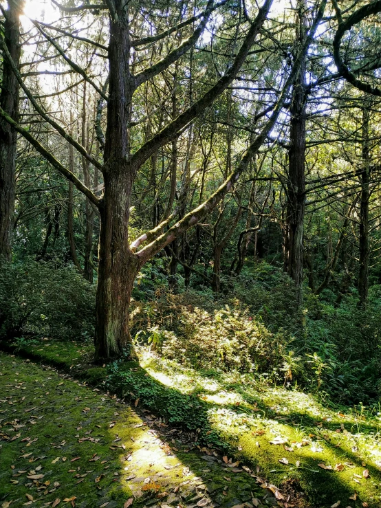 trees in the forest near the path to an area with green grass