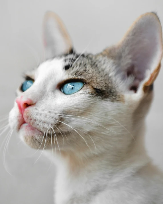 a cat has blue eyes, but it is almost identical to the one in the pictures