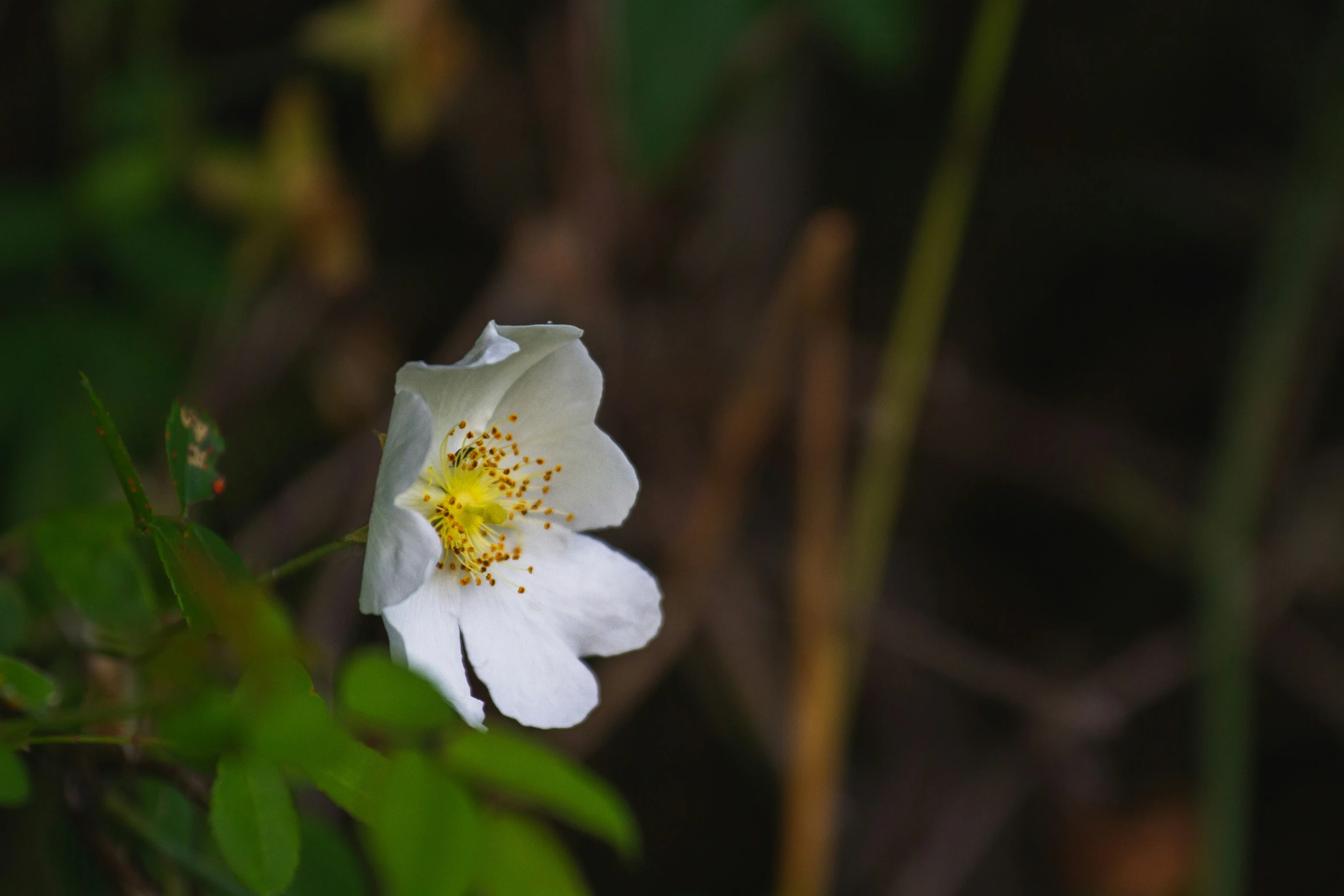 a white flower with a yellow center is surrounded by green leaves