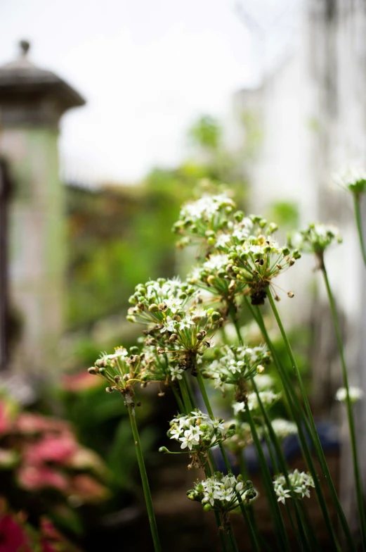 a po taken of some small white flowers