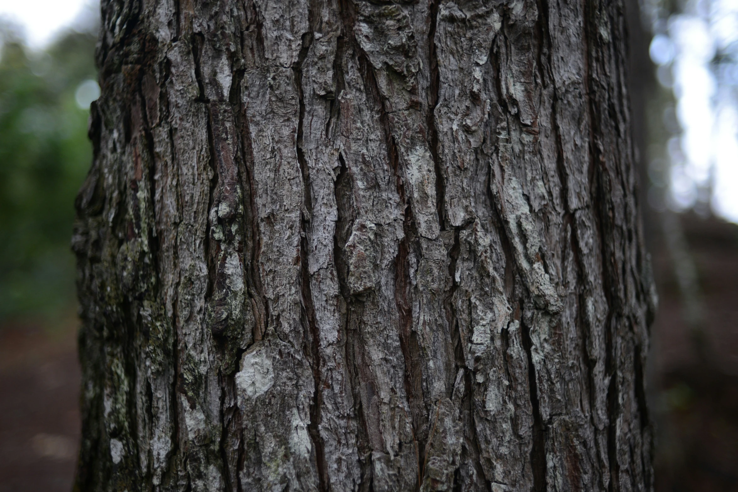 closeup of the bark on an old tree