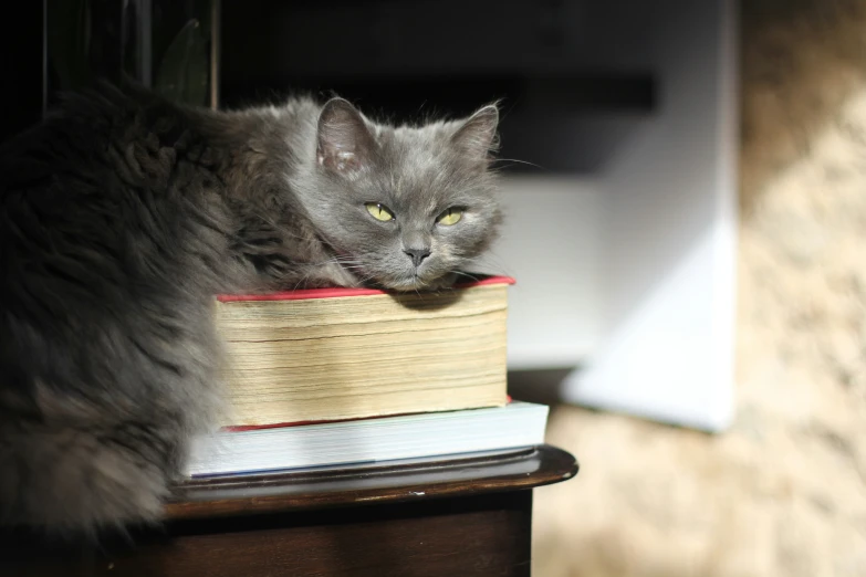 a gray cat sitting on a stack of books