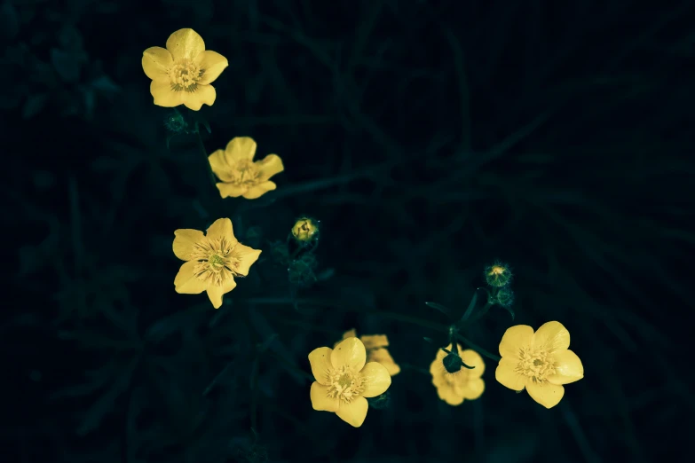 yellow wildflowers in the dark with its stems lit up