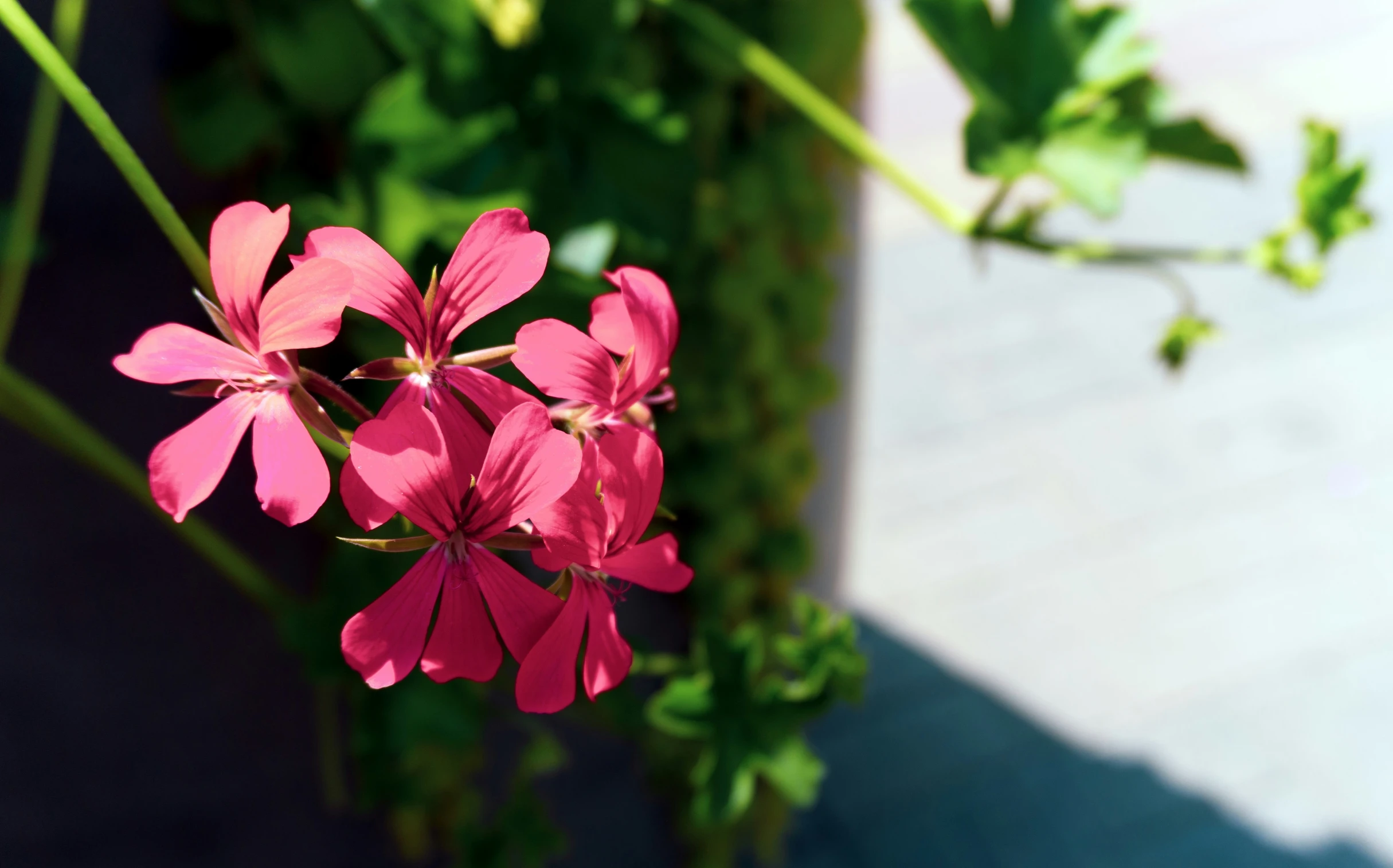 some pink flowers are hanging in front of a building