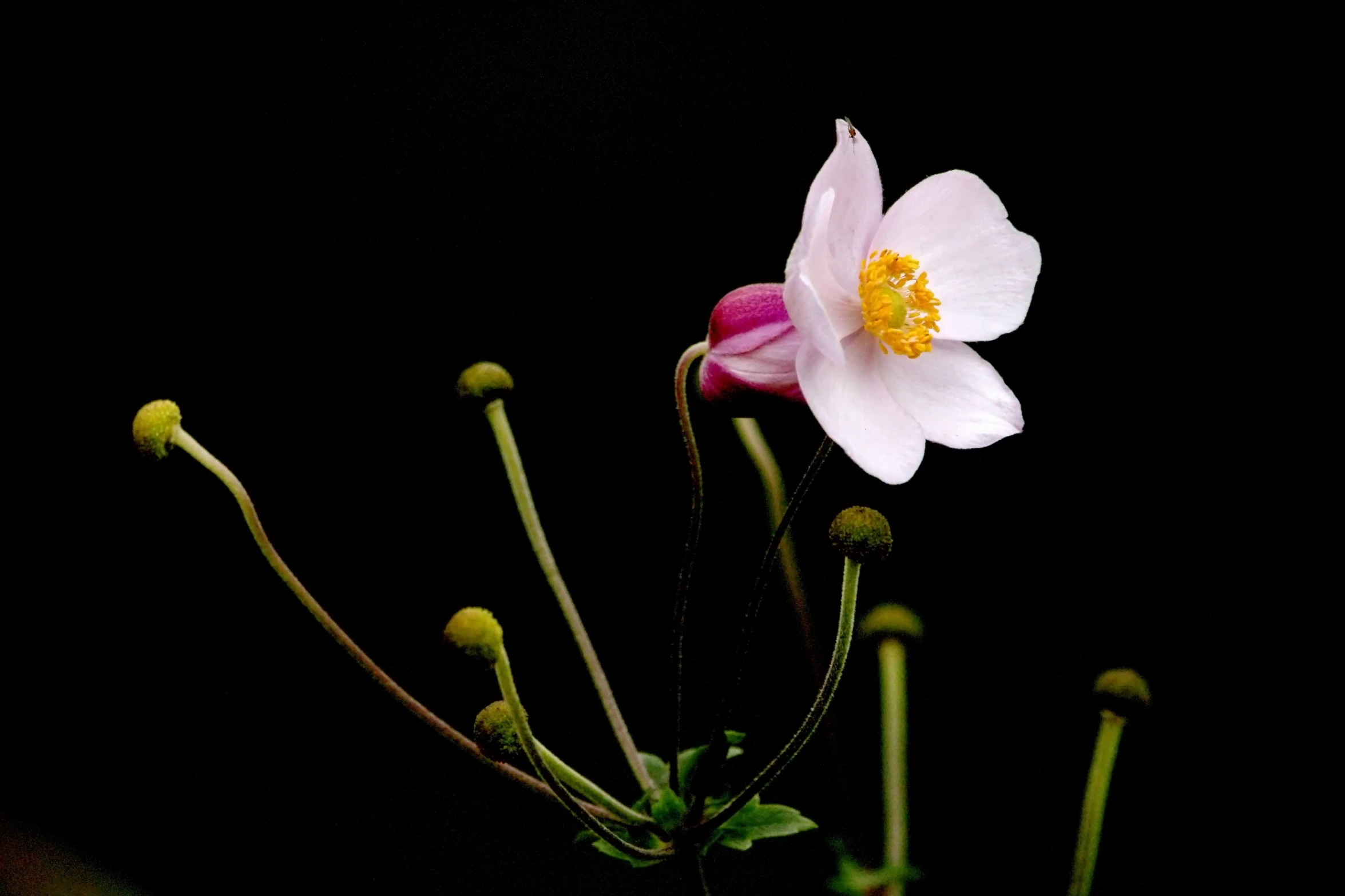 two flowers in front of black background with yellow stamen