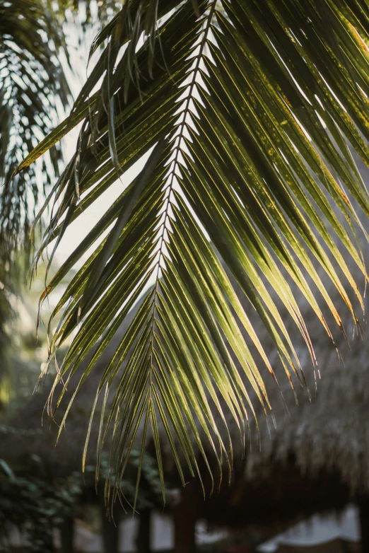 close up view of palm leaves in the sun