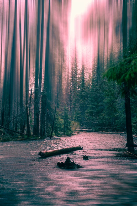 a path in a wooded area with trees on either side of the trail