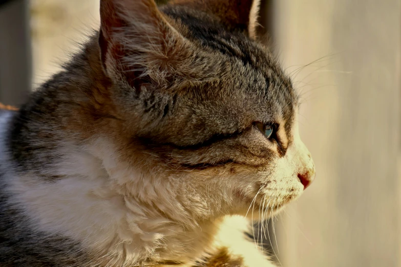 the cat stares out of its window and has been pographed