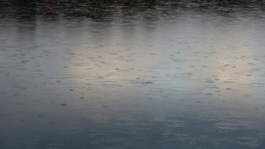 a black swan standing in a body of water