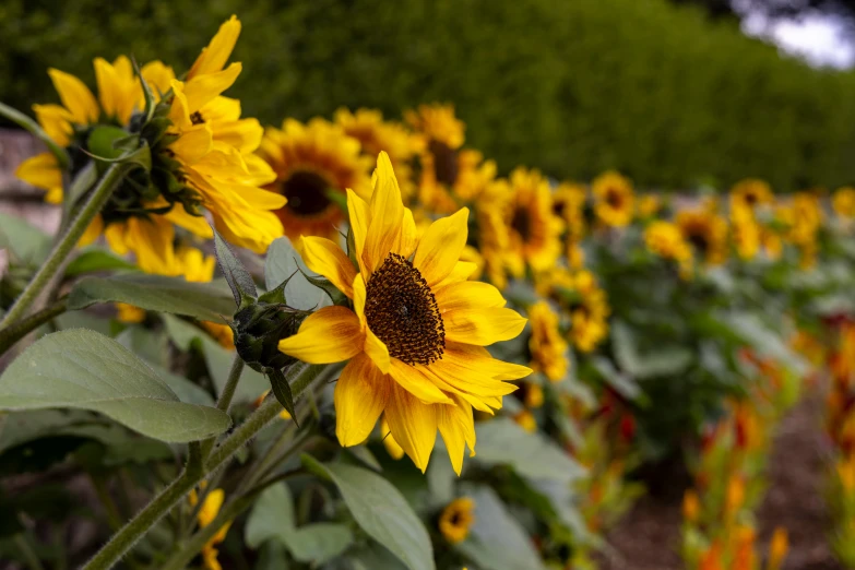 a field of very big yellow flowers