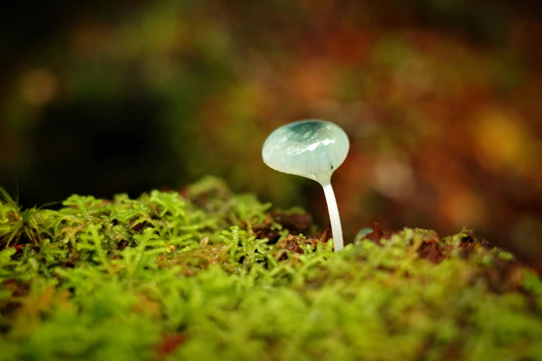 a close - up of a small blue mushroom sitting on top of a mossy field