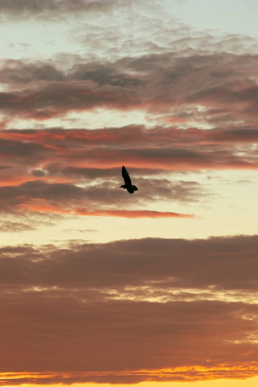 a bird that is flying in the sky