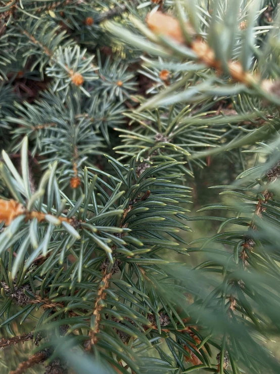 an image of some pine needles and nches