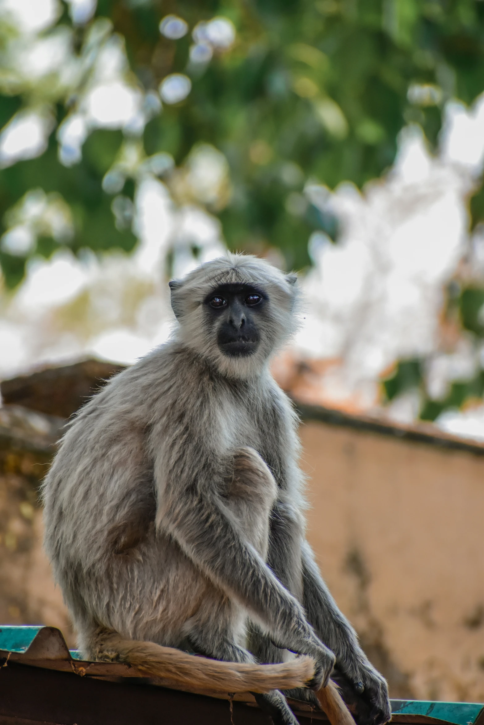 a small monkey standing on top of a metal pipe