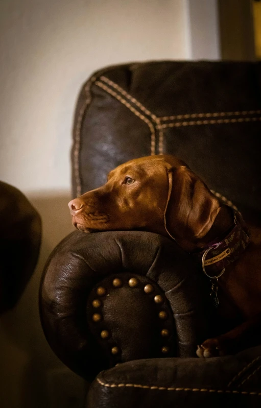 a brown dog sitting on top of a black chair