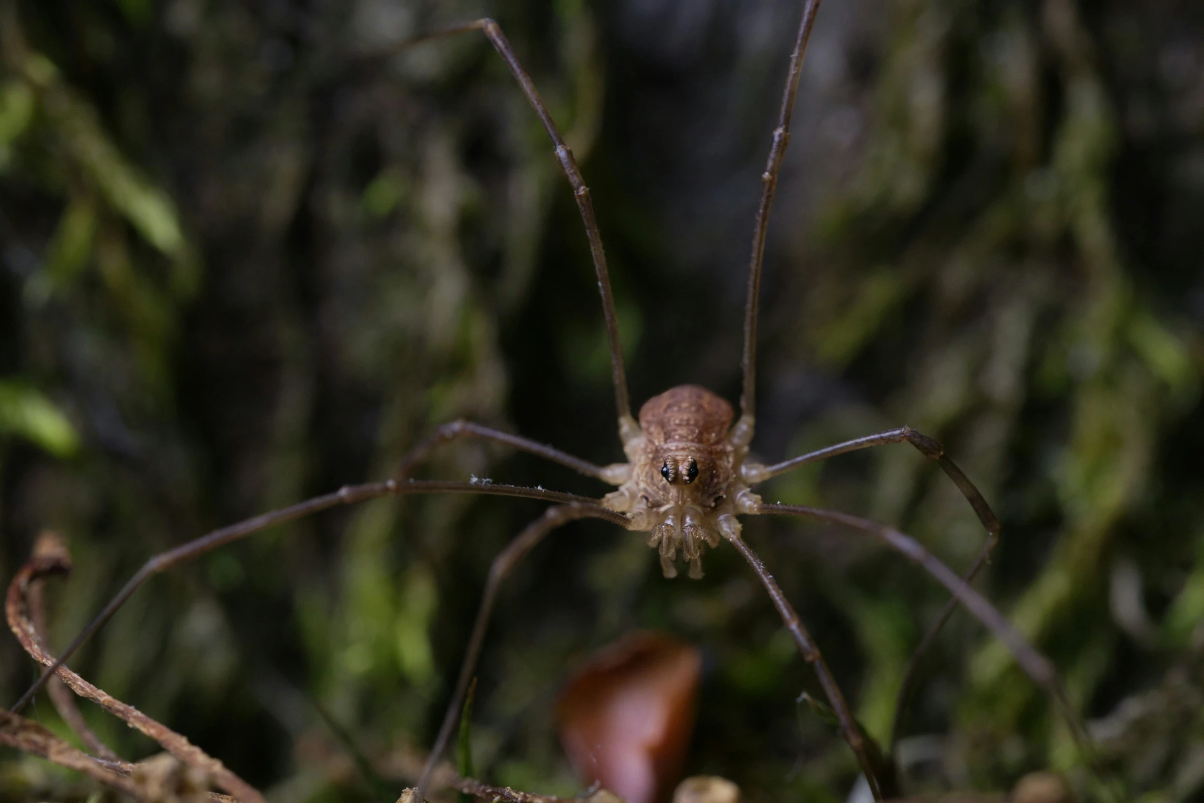 a close up s of a brown spider