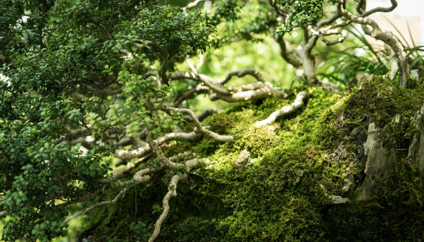 moss covered hillside next to trees with birds on top