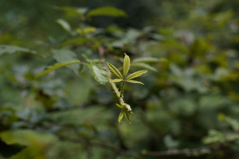 a small green plant is on the nch