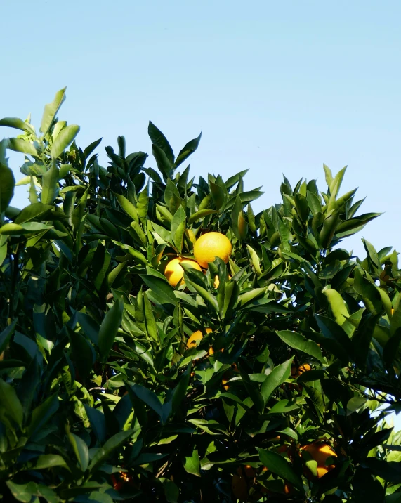 oranges on an orange tree, ready to be picked